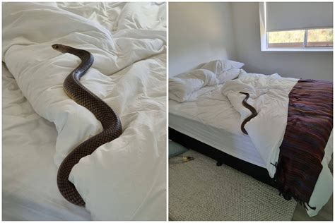 Horreur Alors Qu Une Femme Trouve Un Serpent Mortel De Pieds Dans Son