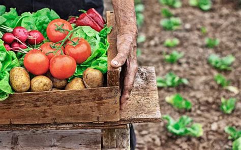 Conoce la agricultura orgánica y sus 4 principios Toque de Mujer