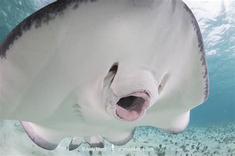 Southern Stingray - Hypanus americanus