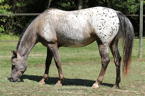 Examples Of Appaloosa Facial Mottling Equinetapestryblog