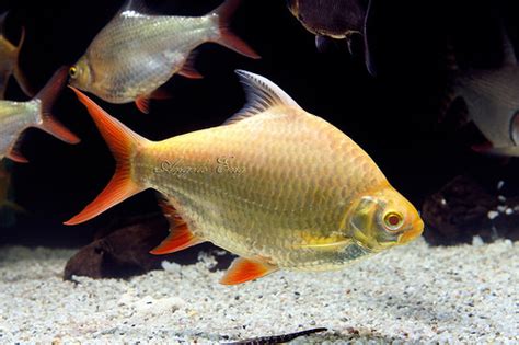 Tinfoil Barb Factoids Albino 12cm Sydney Discus World Aquariums Products