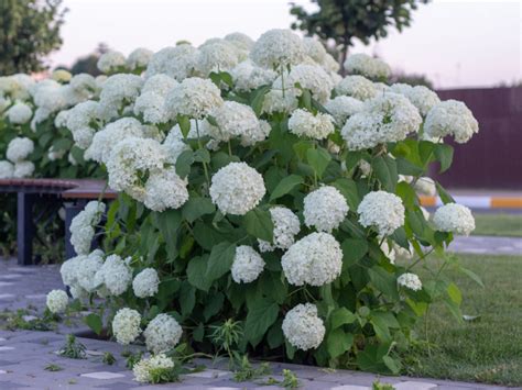 Hortensja Krzewiasta Annabelle Hydrangea Arborescens Annabelle