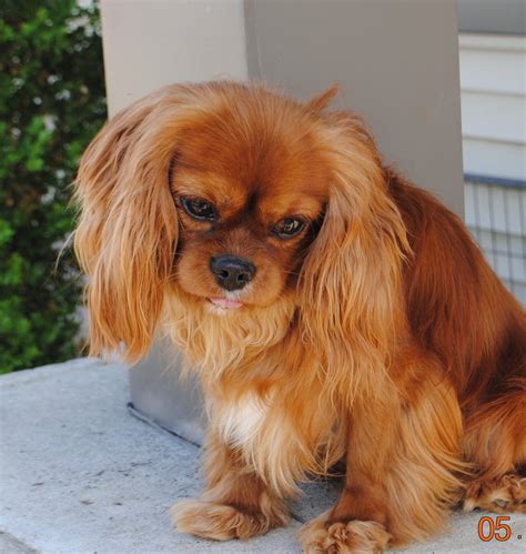 Cavalier King Charles Spaniel Adults for Sale - IL | DreamCatcher Hill ...