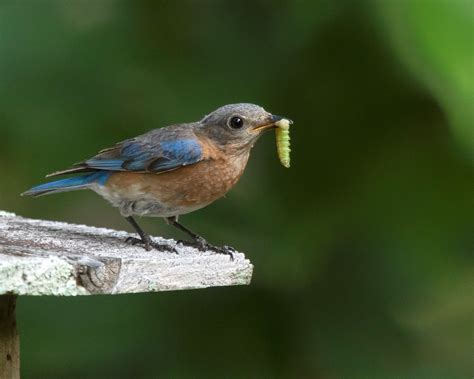 Creature Feature: Eastern Bluebird - Raritan Headwaters