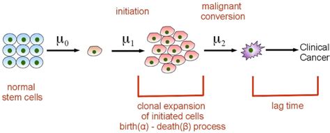 Three Stage Clonal Expansion Model The Model Assumes That Initiation