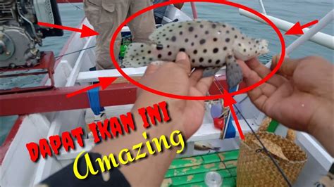 Mancing Dapat Ikan Kerapu Tikus Dan Ternyata Ikan Mahal Youtube