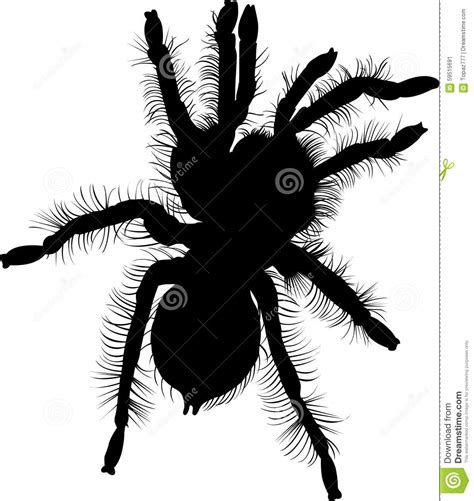 Set Of Tarantula Silhouette Vector Art 285211685