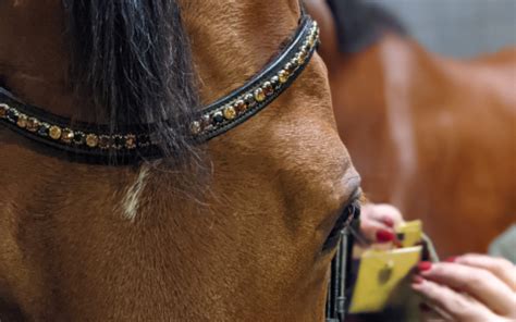 Een Hoofdstel Op Maat Waarom Zo Belangrijk Paard En Voeding