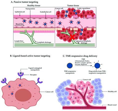 Nanocarrier Mediated Tumor Targeting A Passive Tumor Targeting B