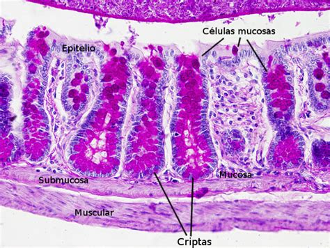 Órganos Animales Sistema Digestivo Intestino Grueso Atlas De