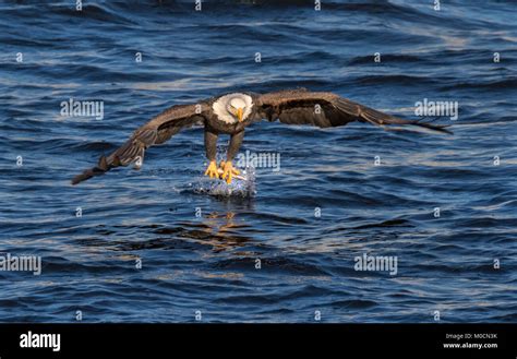 Bald eagle hunting hi-res stock photography and images - Alamy