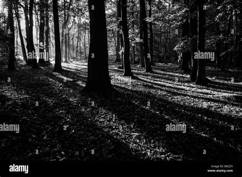 autumn britain black  white stock  images alamy