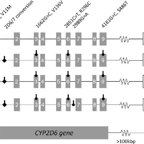 Schematic Overview Of Relevant CYP2D6 Allelic Haplotypes And Linkage