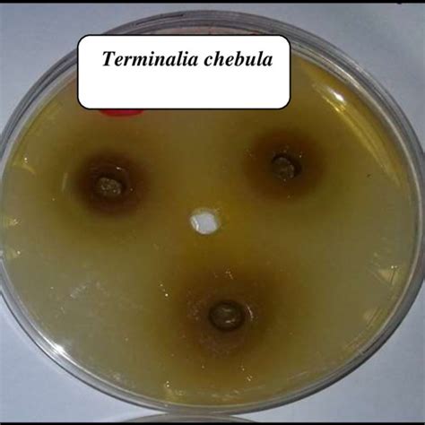 Inhibition Zones Of Escherichia Coli Growth On Mueller Hinton Agar