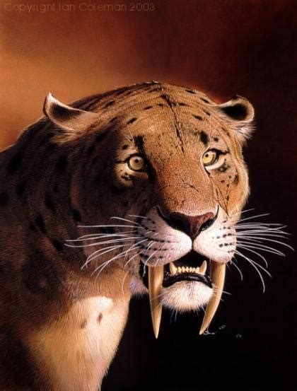 Saber Tooth Tiger Wallpaper Wallpapersafari