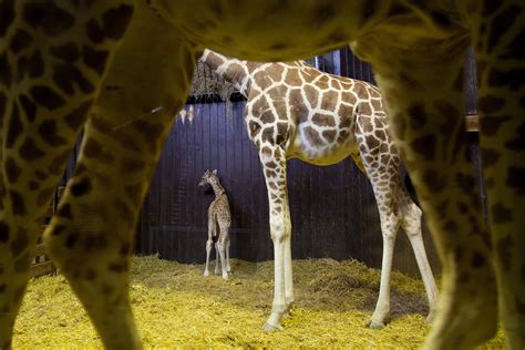 Newborn giraffe debuts at Madrid zoo