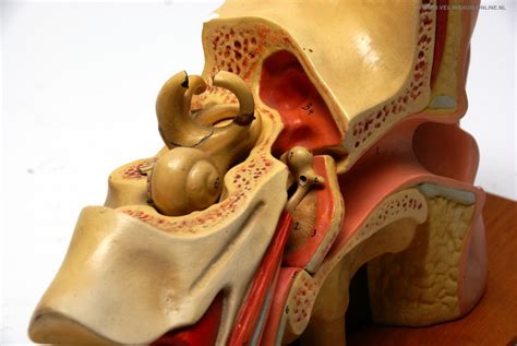 Veilinghuis Online Kavel Details Anatomisch Model Van Het Oor