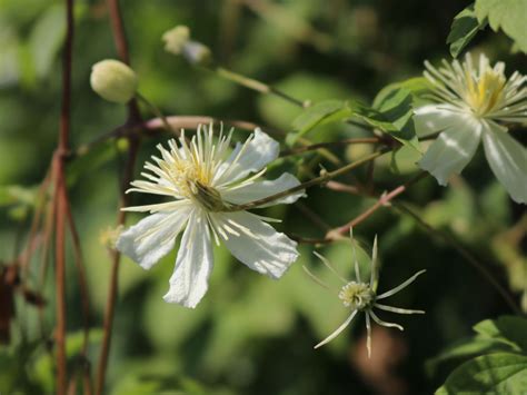 Clematis Summer Snow Paul Farges Clematis Fargesioides Summer