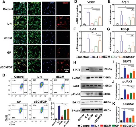 Decmgp Facilitated M2‐type Macrophage Polarization A Representative