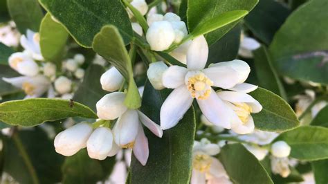 Dancy Mandarin Trees Grow In Slo County Ca Gardens San Luis Obispo