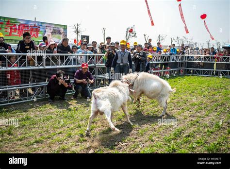 Two Goats Fight In A Goat Fighting Competition In Dagong Town Haian