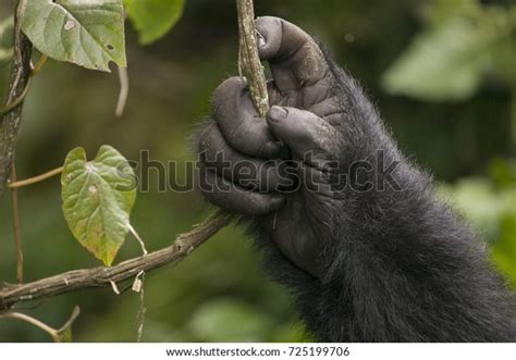 345 Gorilla Vine Images Stock Photos And Vectors Shutterstock