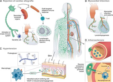 Lymphatic System Vs Circulatory System