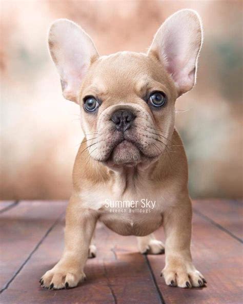 Cutie Beautiful Frenchie By Welovefrenchbulldog Ifttt21ptacz