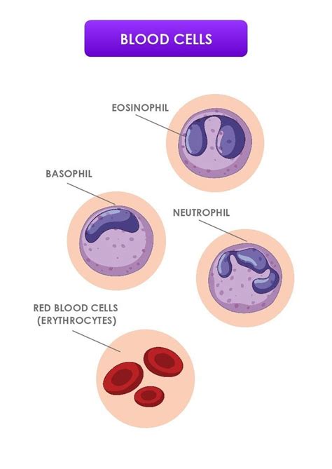 BLOOD CELLS TEMPLATE | Blood cells, Medical studies, Templates