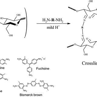 Scheme Of Crosslinking Damfs Via Schiff Base Reaction Using Multi Amine