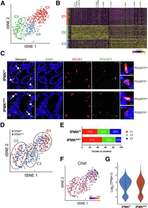 Colonic Ipmk Regulates The Composition Of Colon Tuft Cells As Shown By