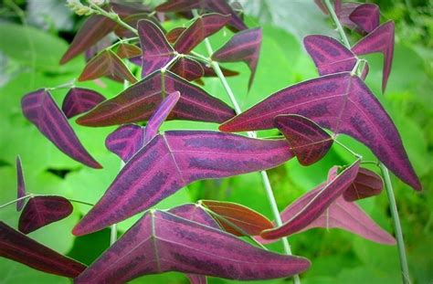 Daun Pokok Rerama Bernilai Tinggi Binmuhammad