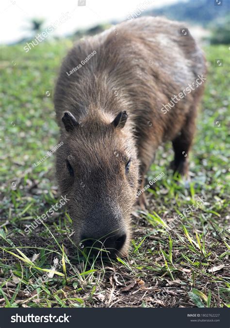 1,523 Capybara eating Images, Stock Photos & Vectors | Shutterstock