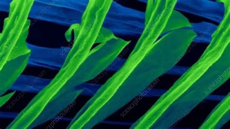 Parrot Feather Barbules And Barbule Hooks Sem Stock Video Clip