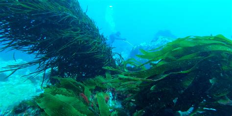 Sea Urchin Harvest | The Freshest Sea Urchin Roe in Australia