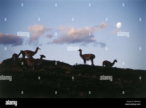 Silhouetted herd of Guanacos (Lama guanicoe), Chile Stock Photo - Alamy