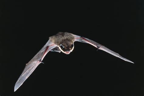 Rabies Fears As 11 Year Old Girl Is Bitten By Bat