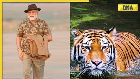 What Is Project Tiger How Many Tigers Are There In India Know PM Modi