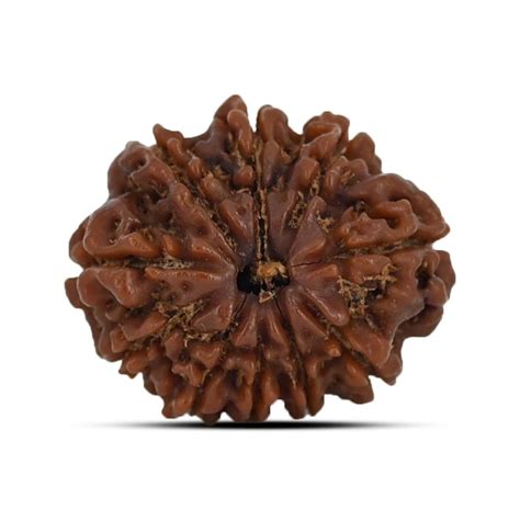 Four Mukhi Rudraksha Benefits Powers And Significance