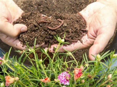 Vermicompost Fertilizer For Agriculture At Best Price In Navi Mumbai