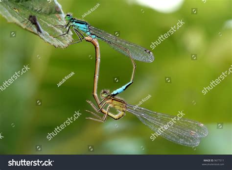 Dragonfly Mating Stock Photo 9677311 Shutterstock