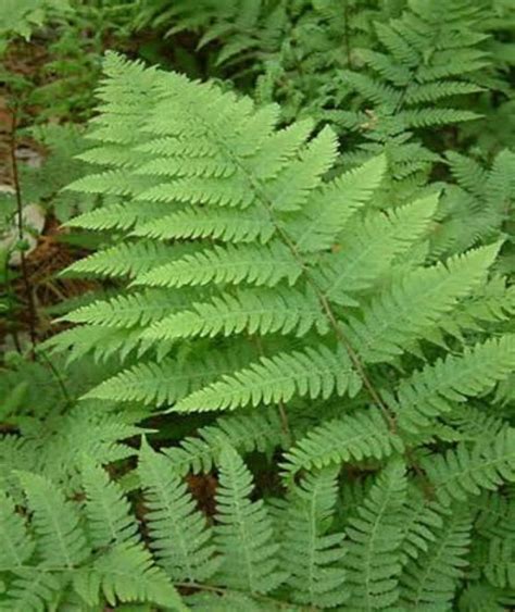 Lady Fern Great Hill Horticulture Foundation