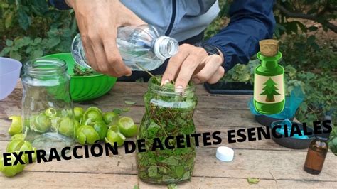 PROCESO DE MACERACIÓN EXTRACCIÓN ACEITES ESENCIALES ALBACA YouTube