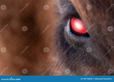 Close-up on the Big the Glowing Evil Red Eye of a Demon or Satan ...