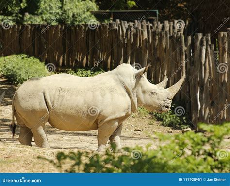 Rhinoceros - Southern White Rhinoceros Stock Image - Image of endangered, safari: 117928951