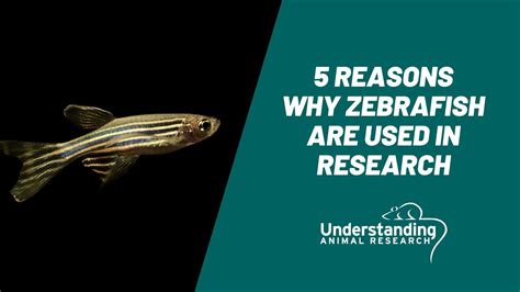 5 Reasons Why Zebrafish Are Used In Research Youtube