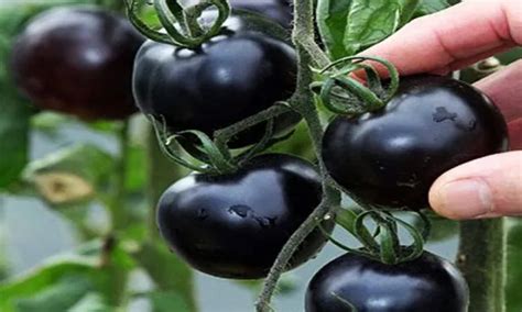 Discover The Nutritional Benefits Of Cherry Tomatoes Foodieleaks