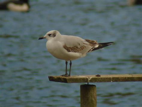 Herts Bird Club Mediterranean Gull