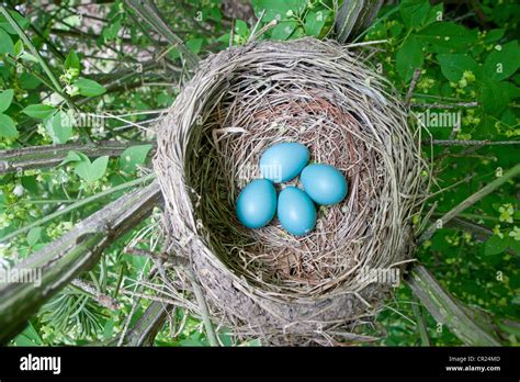 American Robin Nest Stock Photo - Alamy