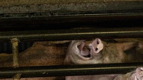 Shocking Claims About Australian Pork Industry Exposed By Hidden